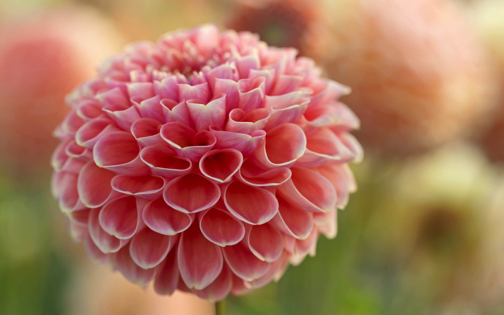 应对一颗焦虑的心